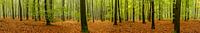 Beech tree forest panorama