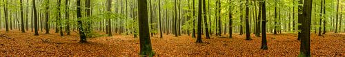 Panorama d'une forêt de hêtres sur Sjoerd van der Wal Photographie