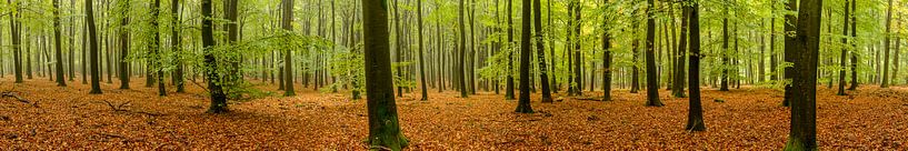 Panorama d'une forêt de hêtres par Sjoerd van der Wal Photographie