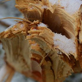 Broken Wood in the Snow von Marcia van de Bovenkamp