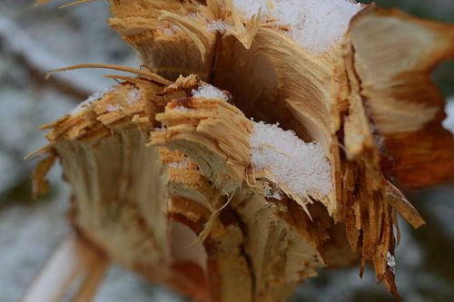 Broken Wood in the Snow