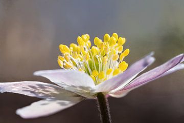 Bosanemoon van MientjeBerkersPhotography