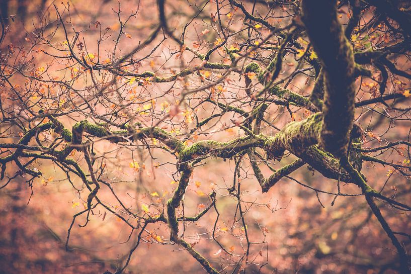 Oude herfst boomtak met groen mos van Fotografiecor .nl