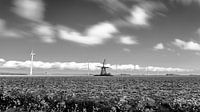 Friesischer Wind