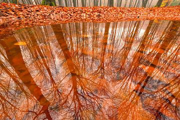 Reflet dans une flaque de hêtres dans une ancienne forêt par un matin brumeux en automne sur Sjoerd van der Wal