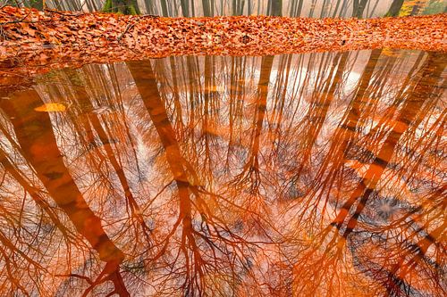 Weerspiegeling van Beukenbomen in een plas in het oude Speulder en Sprielderbos