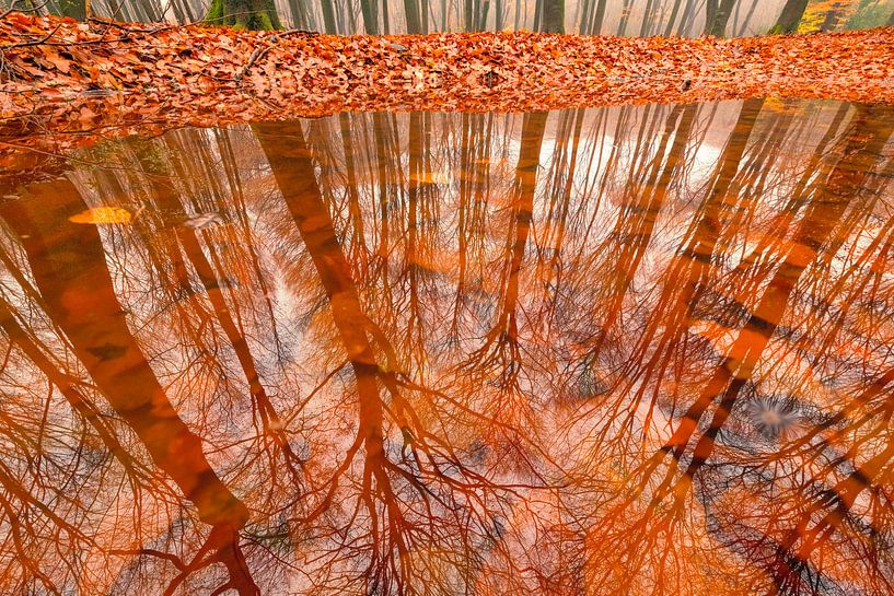Reflection in a puddle of  Beech trees in a forest by Sjoerd van der Wal Photography