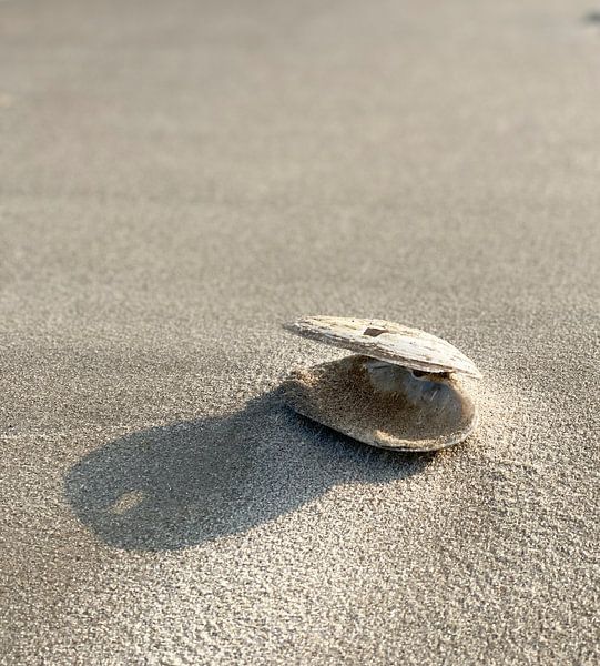 shell by Hanneke Bantje