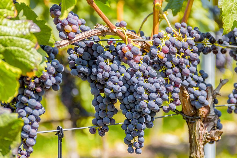 Sonnenbeschienene blaue Weintrauben von Achim Prill