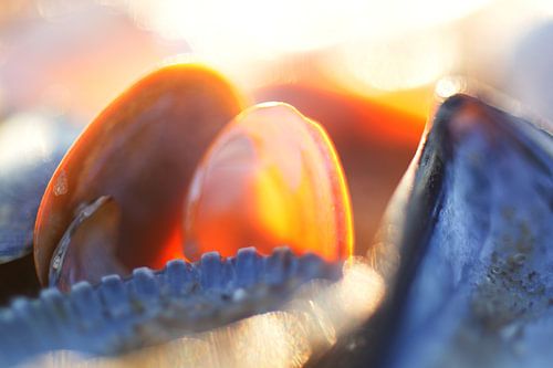 Shells in backlight 1