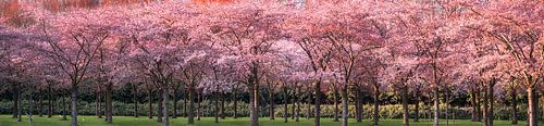 Evening sun on the cherry orchard