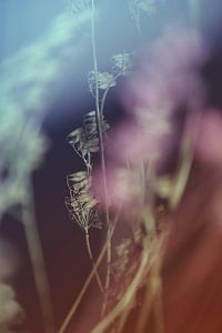 Abstraction florale-1HF