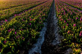 Purple tulips in the bulb field - Noordwijk bulb region by Linsey Aandewiel-Marijnen