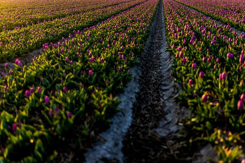 Paarse tulpen in het Bollenveld - Noordwijk Bollenstreek