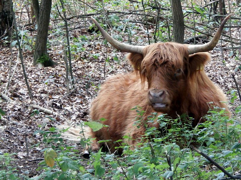 Schotse hooglander (koe) von richard de bruyn