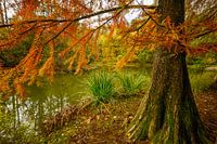 Herfst in het Wandelbos te Tilburg