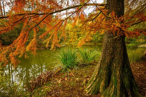 L'automne dans les Wandelbos à Tilburg
