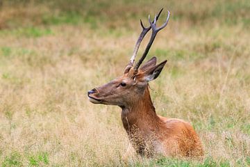 Hert in het veld sur Dennis van de Water