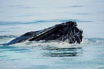 cape cod ... lovely giants of the sea 1 by Meleah Fotografie