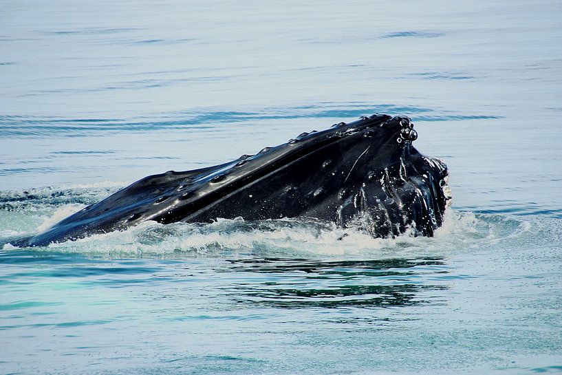 cape cod ... lovely giants of the sea 1 van Meleah Fotografie