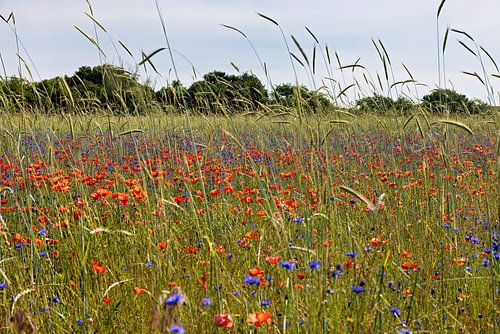 Een korenveld met bloeiende rode papavers en blauwe korenbloemen
