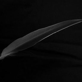 dark feather by Marieke Treffers