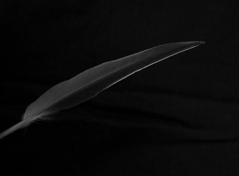 dark feather by Marieke Treffers