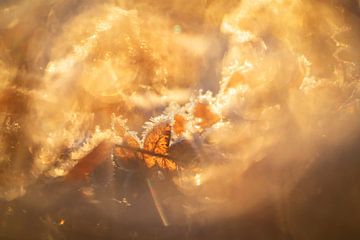 Naviguer dans le givre et la lumière chaude de l'hiver sur Nanda Bussers