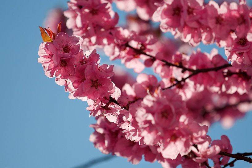 Bloesem van Harro Jansz
