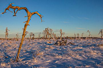 Skeletachtige bomen in besneeuwd landschap