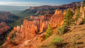 Lumiere du matin sur les hoodoos du Bryce Canyon
