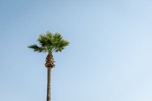 Hoge palmboom van Marika Huisman fotografie