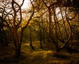golden forest van claes touber thumbnail