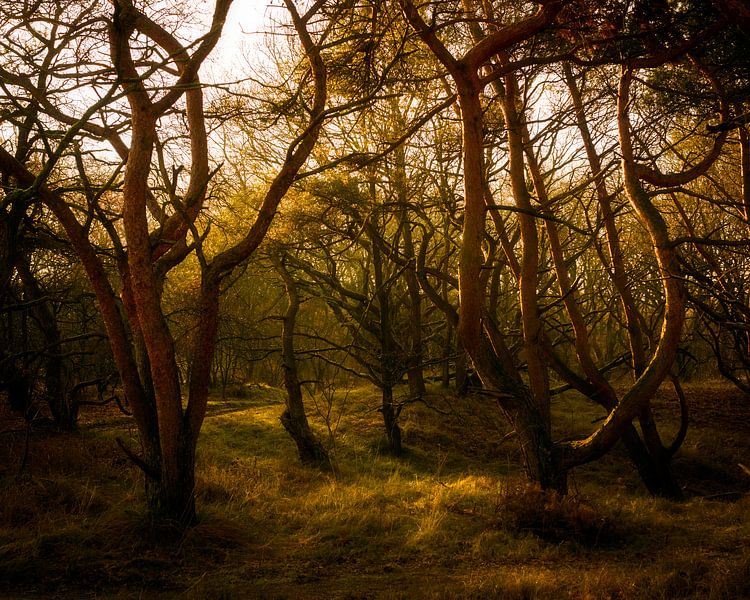 golden forest van claes touber