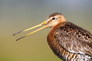 Kopf eines Schamanen (Limosa limosa)