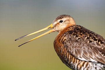 Calling Black-tailed Godwit (Limosa limosa) by AGAMI Photo Agency