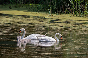 Schwanenfamilie