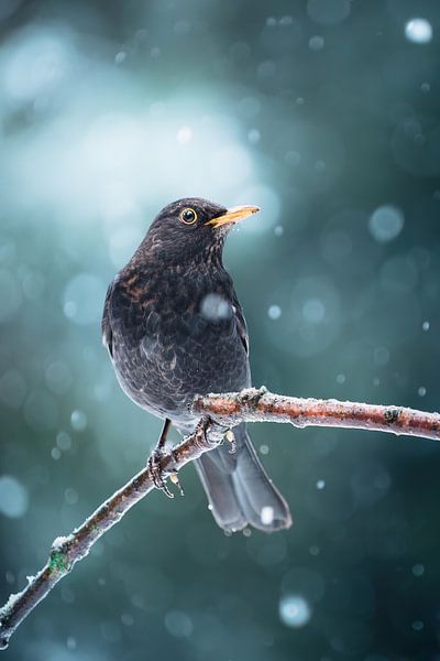 Wintergruß von einer Amsel von Ruben Van Dijk