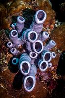 Coral reefs, Mabul Island, Malaysia