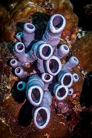 Coraux, L'île Mabul, Malaisie sur Travel Tips and Stories