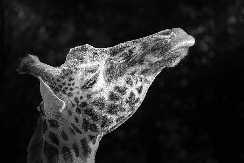 Girafe dans la lumière du matin. par Patrick Löbler