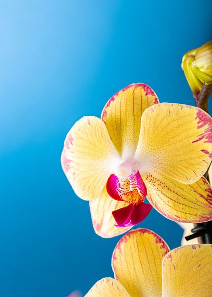 Indoor houseplant yellow orchid by Iryna Melnyk