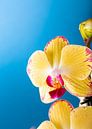 Indoor houseplant yellow orchid by Iryna Melnyk thumbnail