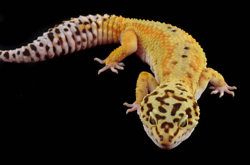 Luipaardgekko by Jelle de Bruijn