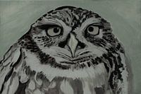 Screech owl