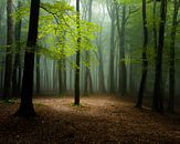 Het licht in het bos van Nando Harmsen thumbnail
