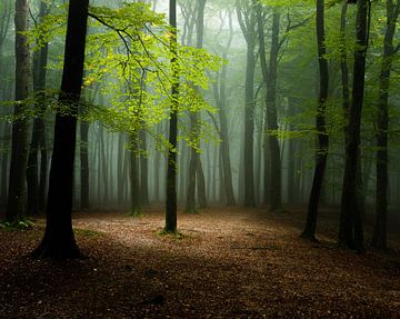Het licht in het bos
