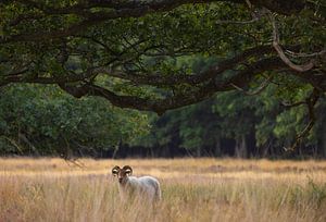 Sheep Dwingelderveld (Drenthe - Nerderland) by Marcel Kerdijk