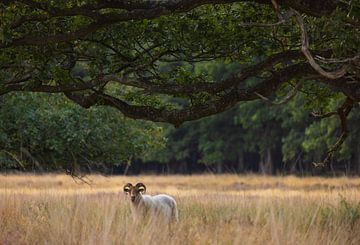 Schaap Dwingelderveld (Drenthe - Nerderland) van Marcel Kerdijk