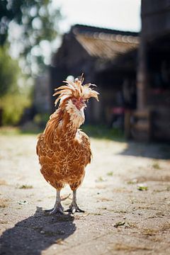 Bruine kip in het zomerzonnetje op de boerderij van Fenja Jon-Blaauw - Studio Foek